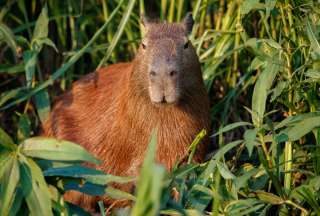 Capibaras se tomaron un caf&eacute; en Florida