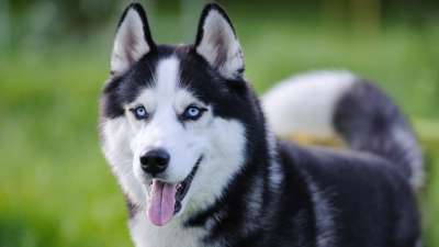 Los perros tienen algunos sentidos, como el olfato, m&aacute;s desarrollado que los humanos. 