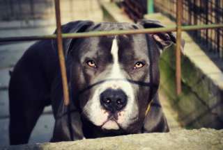 Los perros que mataron a una ni&ntilde;a fueron sacrificados en Dur&aacute;n