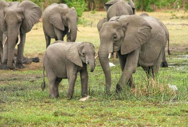 Seis elefantes murieron tras la ca&iacute;da de un rayo en Zimbabue