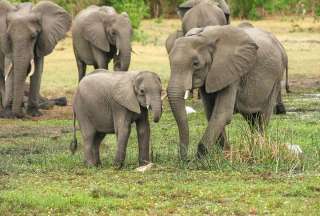 Seis elefantes murieron tras la ca&iacute;da de un rayo en Zimbabue