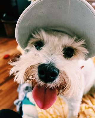 &iquest;C&oacute;mo y  por qu&eacute; afectan los fuegos pirot&eacute;cnicos a los perros?