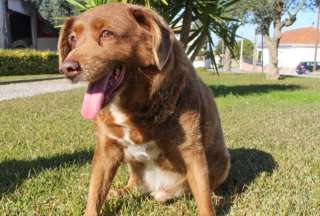 Bobi, el perro m&aacute;s viejo del mundo, muri&oacute; a los 31 a&ntilde;os de edad