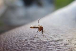 Cu&aacute;les son los s&iacute;ntomas del dengue y c&oacute;mo prevenir la picadura