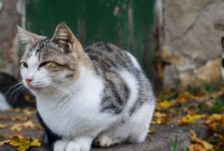 Indignaci&oacute;n en Ecuador por video de ni&ntilde;a maltratando a un gato: organizaciones exigen justicia