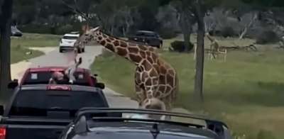 La familia recorr&iacute;a un parque  y tuvo una experiencia poco grata con una jirafa, en Texas (Estados Unidos). 