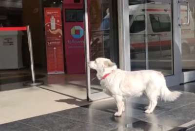 Turqu&iacute;a: Un perro esper&oacute; seis d&iacute;as a su amo hospitalizado