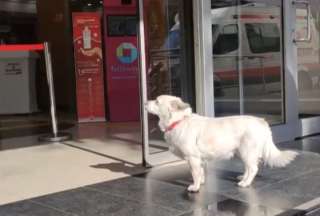 Turqu&iacute;a: Un perro esper&oacute; seis d&iacute;as a su amo hospitalizado