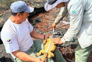 Un grupo de expertos monitorea a la iguana amarilla de Gal&aacute;pagos.
