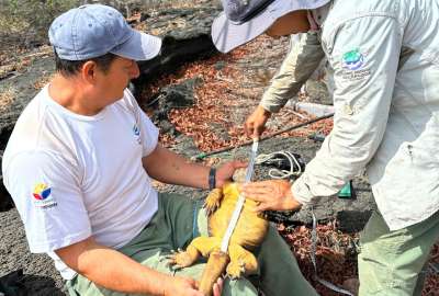 Un grupo de expertos monitorea a la iguana amarilla de Gal&aacute;pagos.