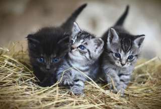 Hombre fue detenido en Costa Rica por arrojar gatos al r&iacute;o