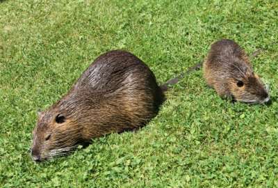 Un video viral muestra a un roedor nadando junto a patos. Una familia que pasaba por el lugar imagin&oacute; que era un capibara.