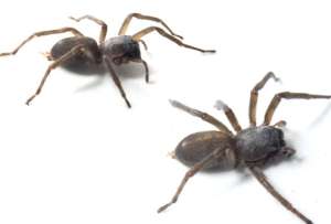 Esta es la nueva ara&ntilde;a de saco que se encontr&oacute; en la Amazon&iacute;a ecuatoriana.