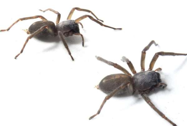 Esta es la nueva ara&ntilde;a de saco que se encontr&oacute; en la Amazon&iacute;a ecuatoriana.