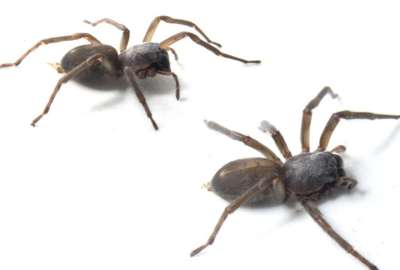 Esta es la nueva ara&ntilde;a de saco que se encontr&oacute; en la Amazon&iacute;a ecuatoriana.
