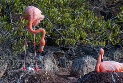 Los flamencos hab&iacute;an dejado de acudir a la isla por la destrucci&oacute;n de su h&aacute;bitat. 