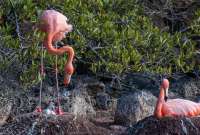 Los flamencos habían dejado de acudir a la isla por la destrucción de su hábitat.