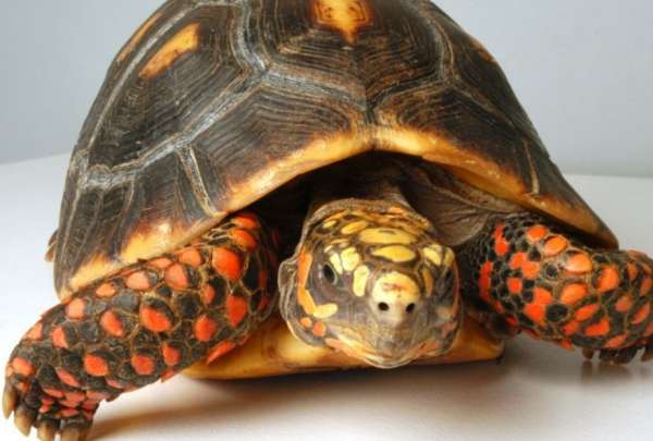 Ministerio de Ambiente logr&oacute; una condena por tr&aacute;fico de tortugas de patas rojas.