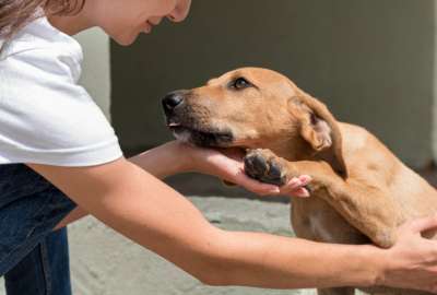 En Escocia se promueve la adopci&oacute;n responsable de mascotas