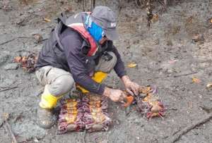 La veda de cangrejo llega a su fin.