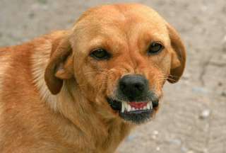 &iquest;C&oacute;mo evitar ser agredido por un perro cuando est&aacute; comiendo?