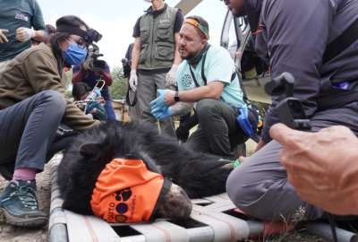 En helic&oacute;ptero privado fue transportado el oso Tupak hacia su habitad natural.