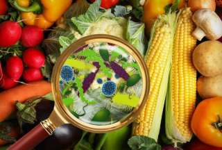 Al menos 15 bacterias y virus producen enfermedades por contaminaci&oacute;n de alimentos con heces u otros