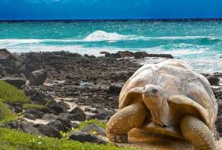 Gal&aacute;pagos: El segundo mejor destino seg&uacute;n el ranking The New York Times