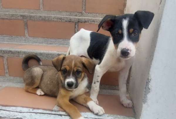 8 cachorritos consiguieron un nuevo hogar, &iquest;qu&eacute; esperas para adoptar?