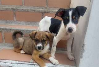8 cachorritos consiguieron un nuevo hogar, &iquest;qu&eacute; esperas para adoptar?