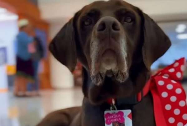 &Aacute;ngela Canela es una tierna perrita que lleg&oacute; a un banco de Cuenca. Ahora ha encontrado a su familia en la entidad.&nbsp;