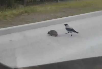 Un video muestra el compa&ntilde;erismo de un ave con un erizo en la mitad de una carretera.