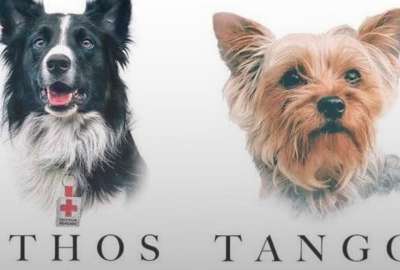 Justicia determin&oacute; 10 a&ntilde;os de prisi&oacute;n para quien mat&oacute; a los perros rescatistas en M&eacute;xico