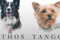 Justicia determin&oacute; 10 a&ntilde;os de prisi&oacute;n para quien mat&oacute; a los perros rescatistas en M&eacute;xico