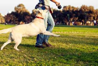 Tu perro y t&uacute; pueden ser parte del Curso Gratuito de Adiestramiento Canino en Quito