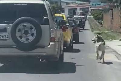 Una persona abandon&oacute; a su perro en la calle y fue grabado en video