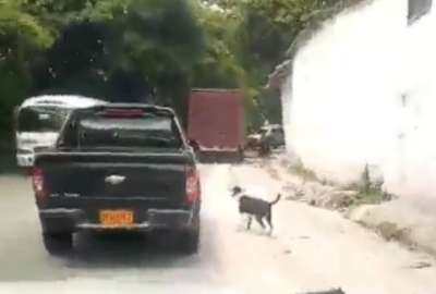 Colombia: perro fue abandonado en mitad de la carretera
