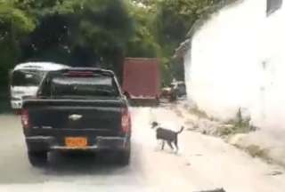 Colombia: perro fue abandonado en mitad de la carretera