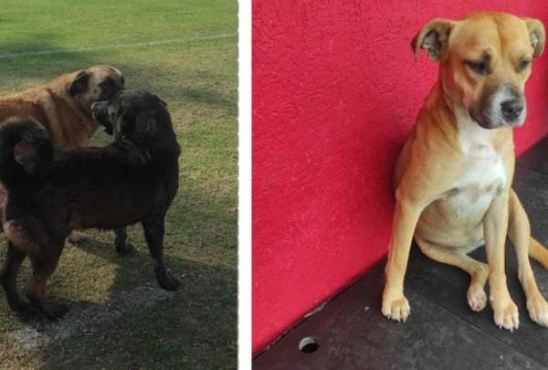 Las mascotas de T&eacute;cnico Universitario fueron envenenadas