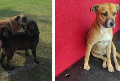 Las mascotas de T&eacute;cnico Universitario fueron envenenadas