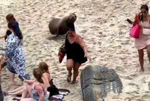 Un le&oacute;n marino persigue a las personas en una playa de San Diego.