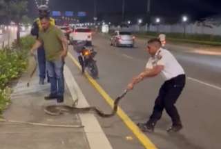 Las boas constrictoras aparecen en la ciudad en busca de calor