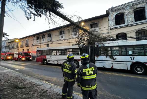 Un &aacute;rbol cay&oacute; sobre una de las unidades de la Ecov&iacute;a. 