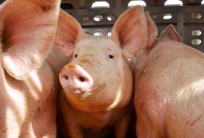 Revivicor lidera avances en xenotrasplantes para combatir la escasez de &oacute;rganos en Estados Unidos.