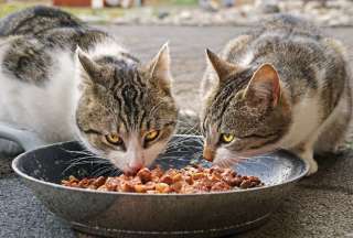 &iquest;C&oacute;mo interpretar la etiqueta de alimentos y snacks de tu mascota?