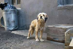 Según vecinos, los perros que agredieron a Osito están en la calle y sin vigilancia.