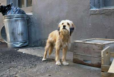 Seg&uacute;n vecinos, los perros que agredieron a Osito est&aacute;n en la calle y sin vigilancia.