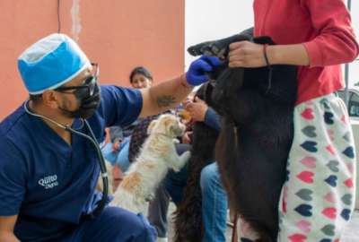 La campa&ntilde;a de esterilizaci&oacute;n es para perros y gatos