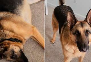 El talento de un perro actor lleva a la &lsquo;pantalla chica&rsquo; de TikTok