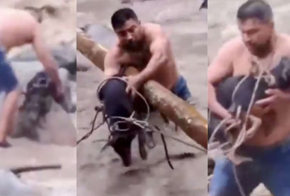 Una perrita fue rescatada de un caudaloso río en Colombia.  